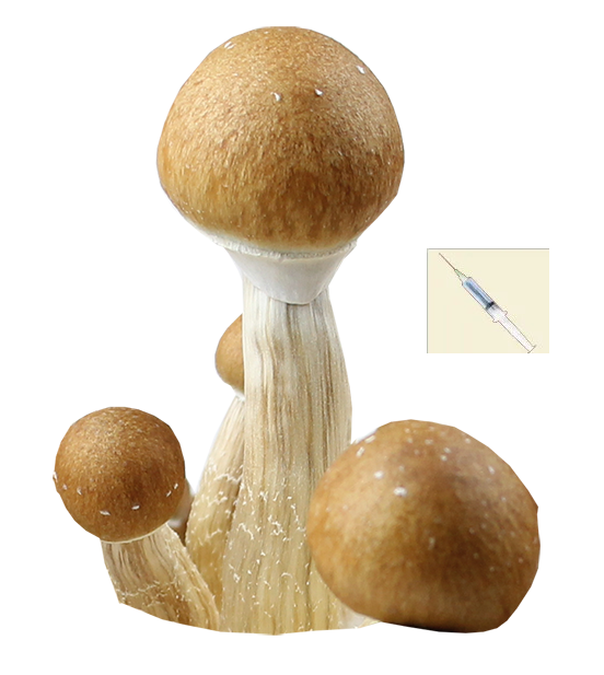 Psilocybe Cubensis B+ Spor Spruta